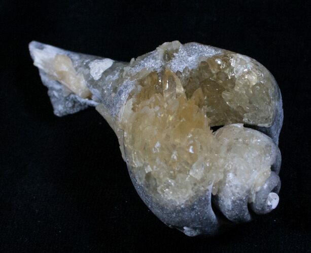 Crystalized Fossil Whelk - / Inches #5788
